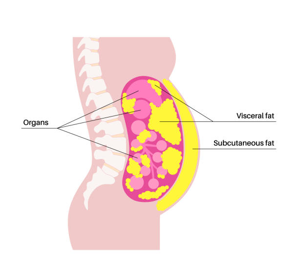 15 Effective Belly Fat Exercises and Tips to Lose Belly Fat Naturally